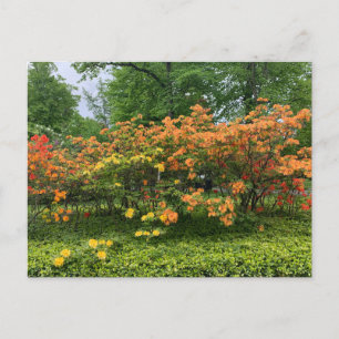 Flower Trees of Halifax Nouvelle-Écosse Carte post