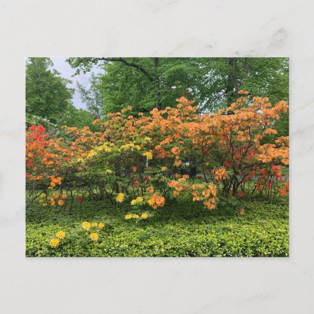 Flower Trees of Halifax Nouvelle-Écosse Carte post (Devant)