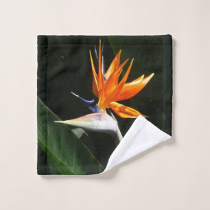 Flower tropical orange paradise