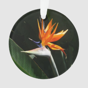 Flower tropical orange paradise