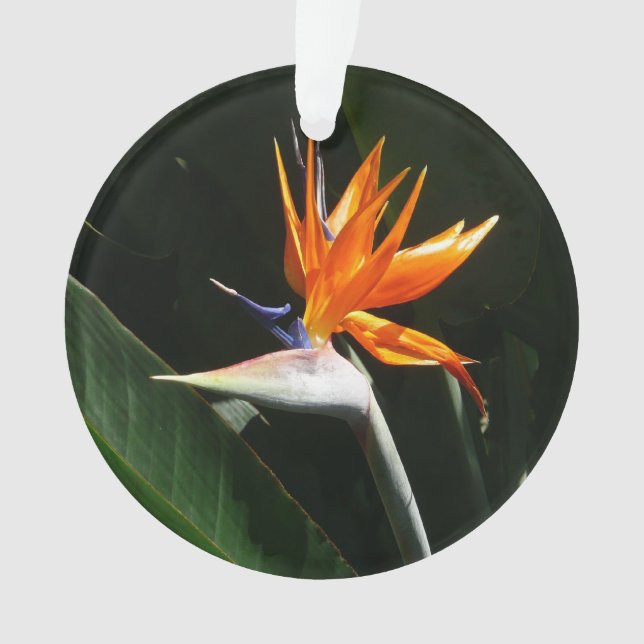 Flower tropical orange paradise (devant)