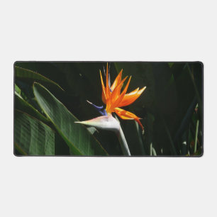 Flower tropical orange paradise