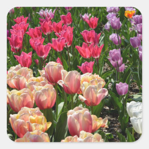 Flowerbed of tulips of various colours square sticker