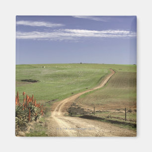 Flowering aloes near Caledon, Western Cape Magnet