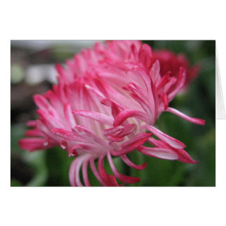 Flowering anemone