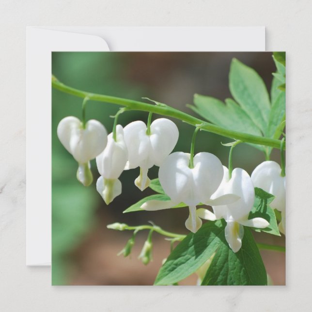 Flowering Bleeding Heart Invitations (Front)