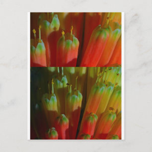 Flowering BUDS : Cactus Wild :  Greetings,Goodluck Postcard