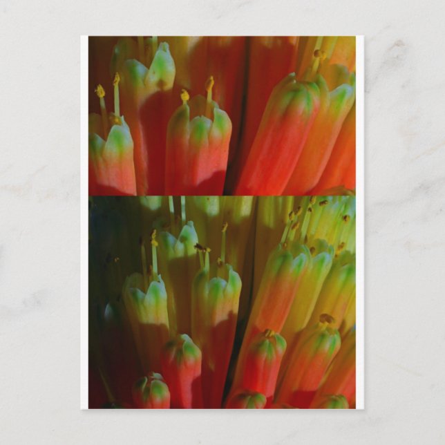 Flowering BUDS : Cactus Wild :  Greetings,Goodluck Postcard (Front)