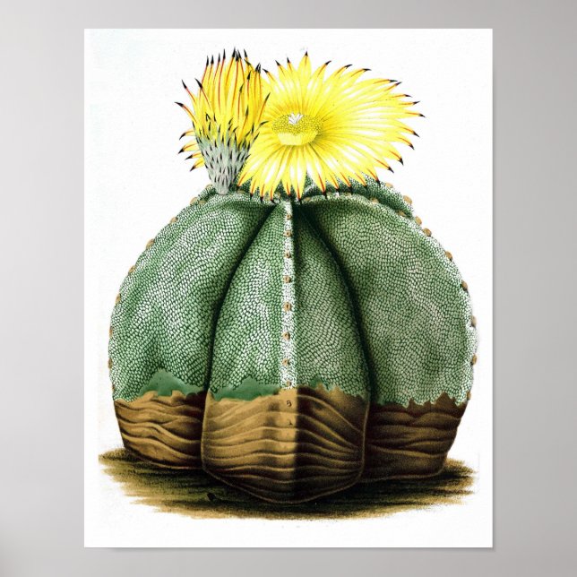 Flowering Cactus No7 Vintage Natural History Print (Front)