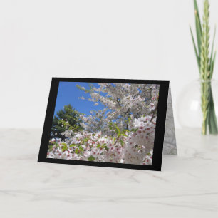 Flowering Cherry Trees Greeting Card