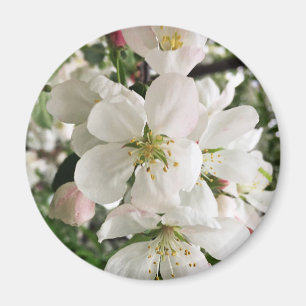Flowering Crabapple Magnet