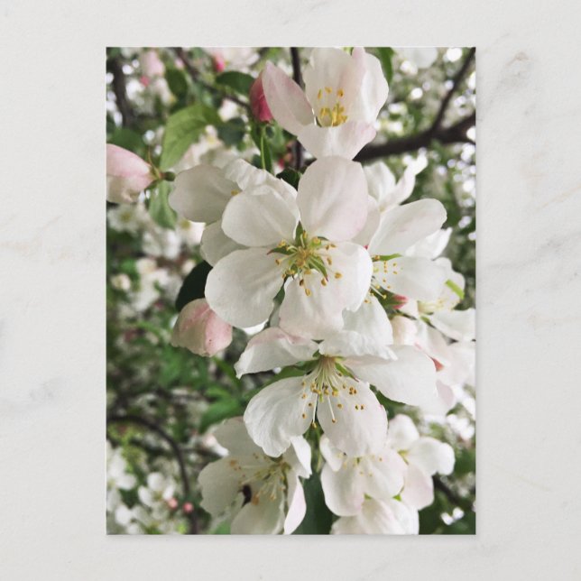 Flowering Crabapple Postcard (Front)