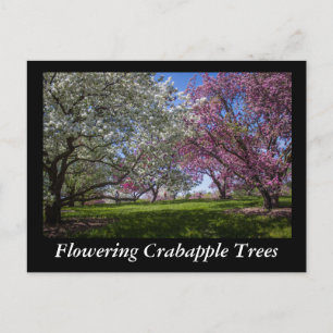 Flowering Crabapple Trees Postcard