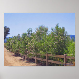 Flowering Desert Willows and Path Poster