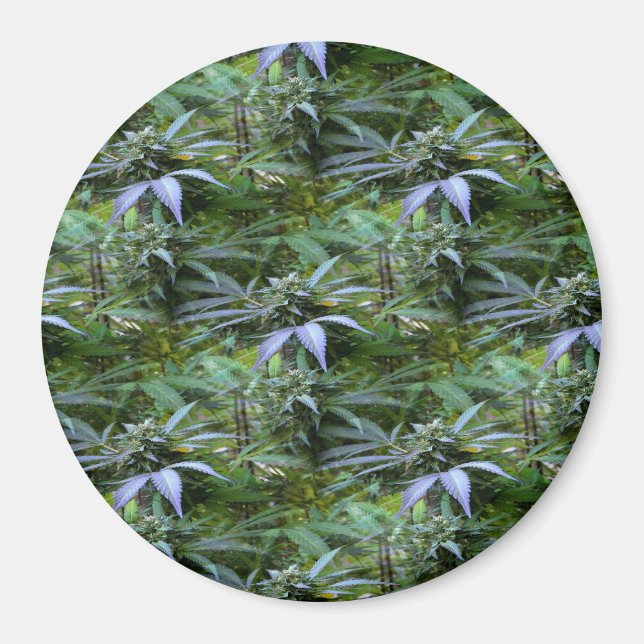 Flowering Field...... Magnet (Front)