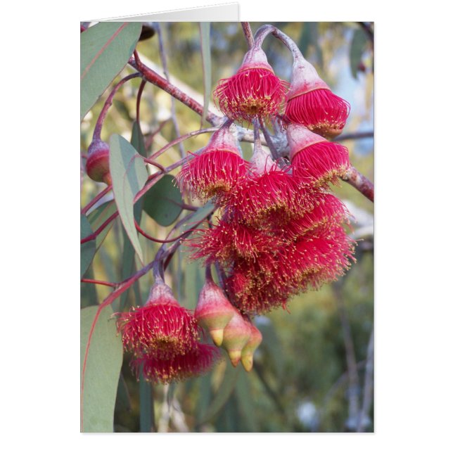 Flowering Gum (Front)