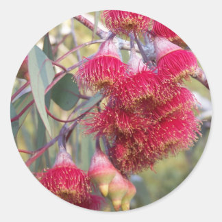 Flowering Gum Classic Round Sticker