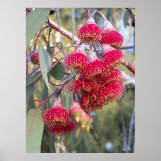 Flowering Gum Poster