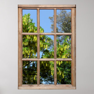 Flowering Laburnum Tree View from a Window Poster