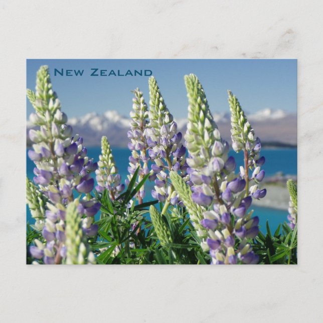 Flowering Lupine New Zealand Landscape Postcard (Front)