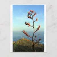 Flowering New Zealand flax Cape Reinga