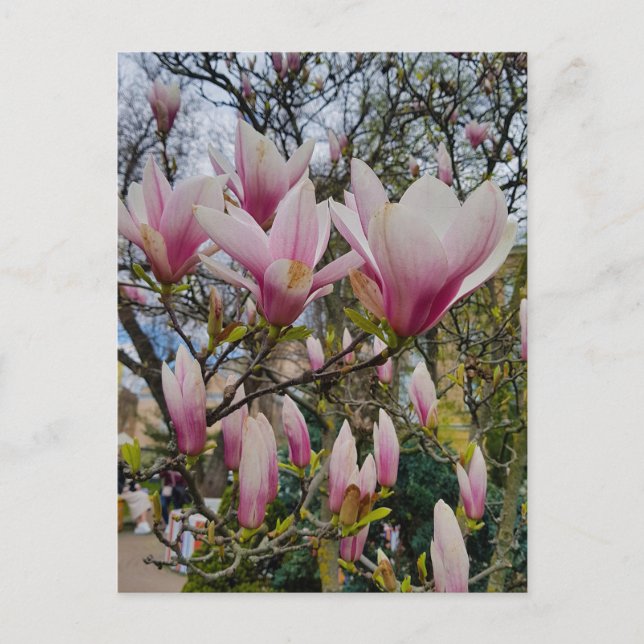 Flowering of large pink magnolia flowers  postcard (Front)