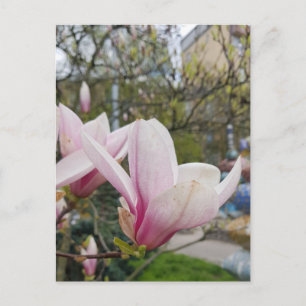 Flowering of large pink magnolia flowers. Spring Postcard