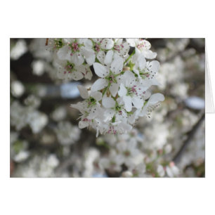 Flowering Pear Tree Bloom