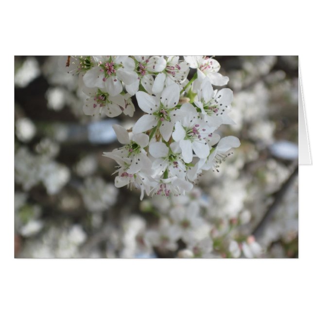 Flowering Pear Tree Bloom (Front Horizontal)