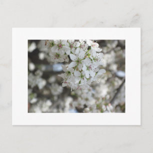 Flowering Pear Tree Bloom Postcard