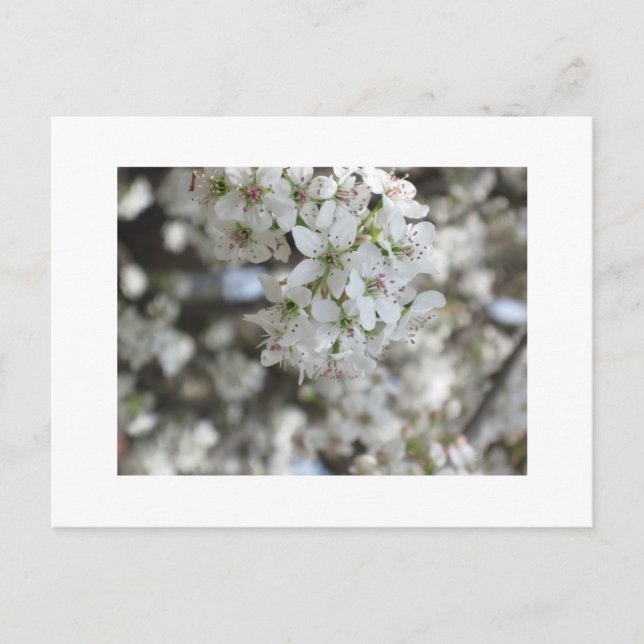 Flowering Pear Tree Bloom Postcard (Front)