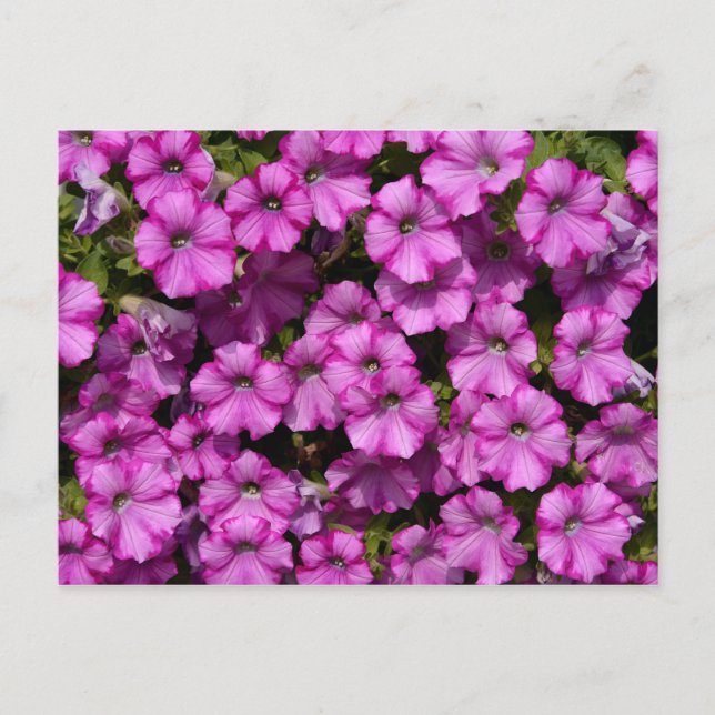 Flowering Petunia Dwarf Postcard (Front)
