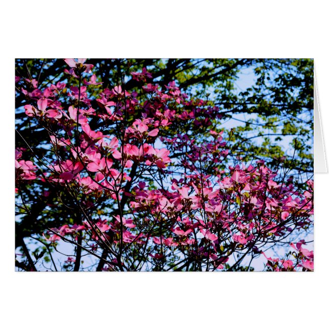 Flowering pink Dogwood tree (Front Horizontal)