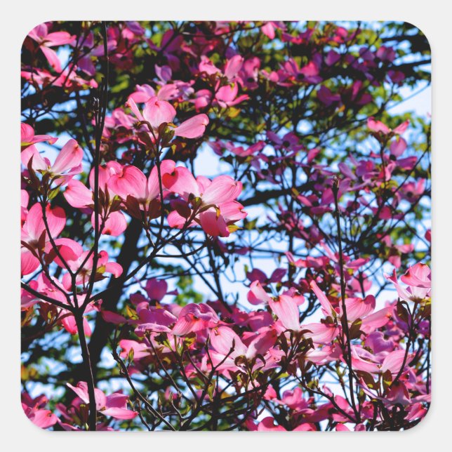 Flowering pink Dogwood tree Square Sticker (Front)