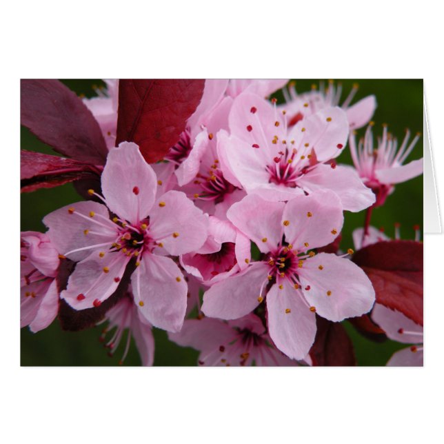 Flowering Plum - Blank card (Front Horizontal)