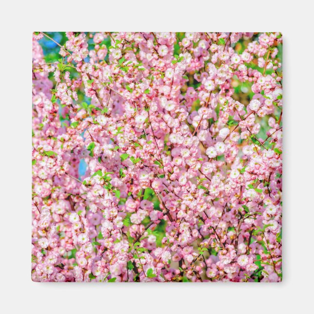 Flowering Plum Magnet (Front)