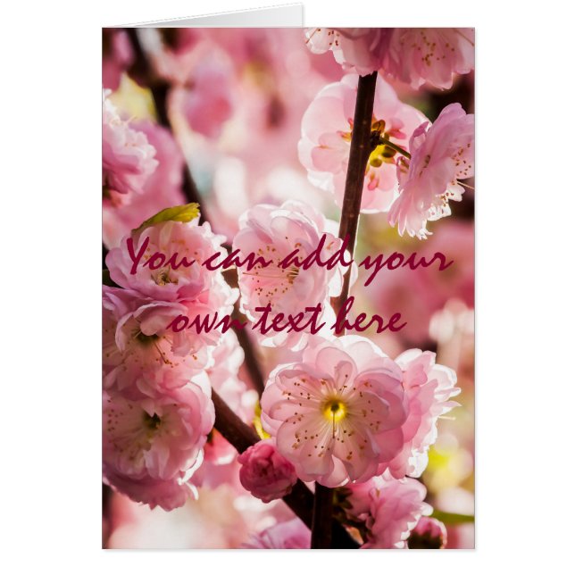 Flowering Plum - Pink Paradize (Front)