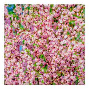 Flowering Plum Poster