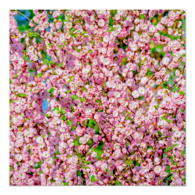 Flowering Plum Poster (Front)
