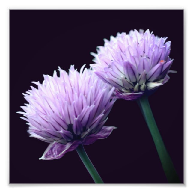 Flowering Purple Scallion Allium Close Up 8x8 Photo Print (Front)