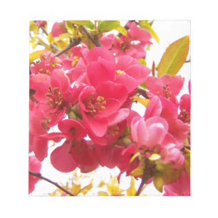 Flowering Quince Japan Pink Spring Flowers Shrub Notepad