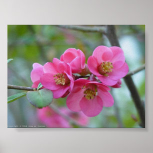 Flowering Quince Poster