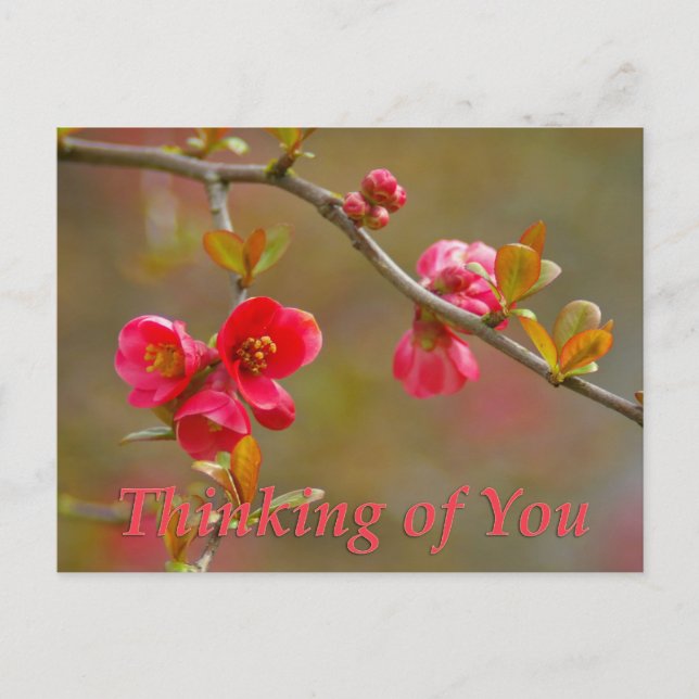 flowering quince thinking of you postcard (Front)