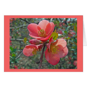 Flowering Quince Tree