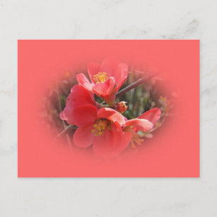 Flowering Quince Tree Postcard