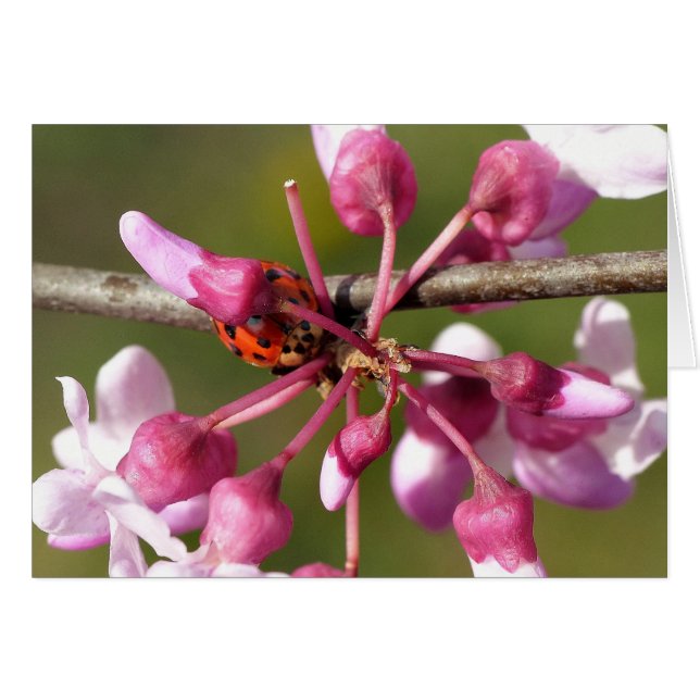 Flowering Redbud with Ladybug (Front Horizontal)