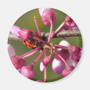 Flowering Redbud with Ladybug Magnet