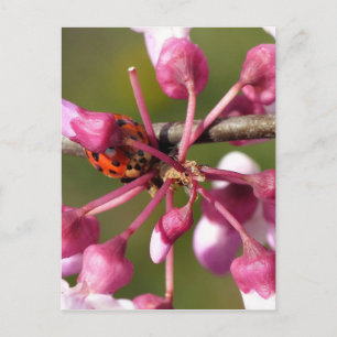 Flowering Redbud with Ladybug Postcard