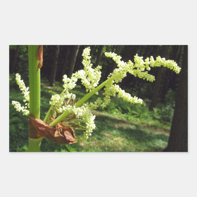 Flowering Rhubarb Stalks Nature Photo Sticker (Front)