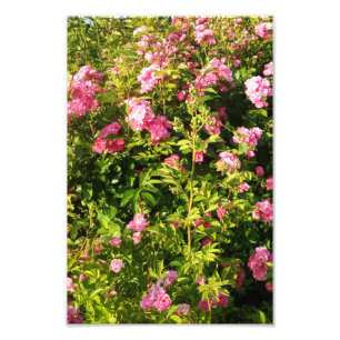Flowering Rosarium Photo Print